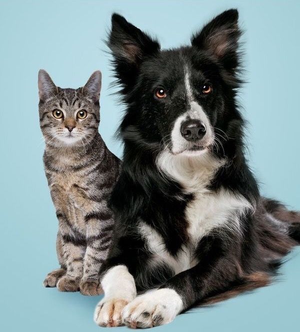 cat-dog1
